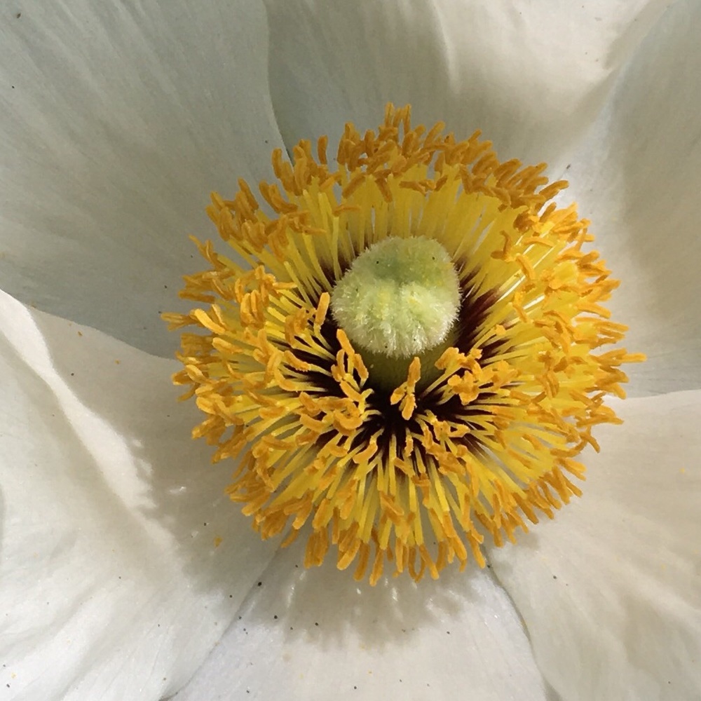 Meet your Posher, Ren.